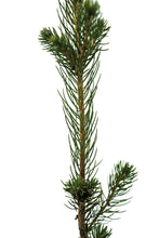 Load image into Gallery viewer, Norway Spruce | Small Tree Seedling | The Jonsteen Company