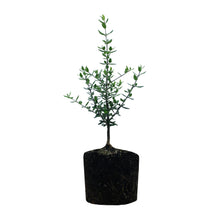 Load image into Gallery viewer, Olive Tree | Large Tree Seedling | The Jonsteen Company