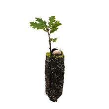 Load image into Gallery viewer, Oregon White Oak | Medium Tree Seedling | The Jonsteen Company