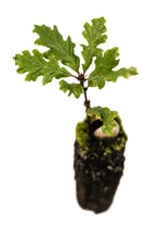 Load image into Gallery viewer, Oregon White Oak | Medium Tree Seedling | The Jonsteen Company