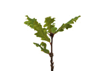 Load image into Gallery viewer, Oregon White Oak | Medium Tree Seedling | The Jonsteen Company