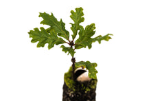 Load image into Gallery viewer, Oregon White Oak | Medium Tree Seedling | The Jonsteen Company