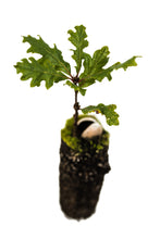 Load image into Gallery viewer, Oregon White Oak | Medium Tree Seedling | The Jonsteen Company