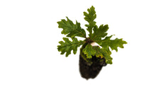 Load image into Gallery viewer, Oregon White Oak | Medium Tree Seedling | The Jonsteen Company