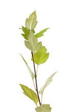 Load image into Gallery viewer, Pacific Crabapple | Medium Tree Seedling | The Jonsteen Company