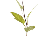 Load image into Gallery viewer, Pacific Crabapple | Medium Tree Seedling | The Jonsteen Company