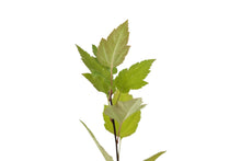 Load image into Gallery viewer, Pacific Crabapple | Medium Tree Seedling | The Jonsteen Company