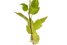 Load image into Gallery viewer, Pacific Crabapple | Medium Tree Seedling | The Jonsteen Company