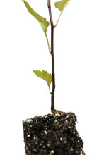 Load image into Gallery viewer, Pacific Crabapple | Medium Tree Seedling | The Jonsteen Company