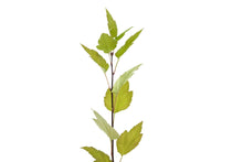 Load image into Gallery viewer, Pacific Crabapple | Medium Tree Seedling | The Jonsteen Company