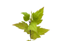 Load image into Gallery viewer, Pacific Crabapple | Medium Tree Seedling | The Jonsteen Company