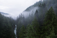 Load image into Gallery viewer, Trees of the Pacific Northwest | Collection of 5 Seedlings | The Jonsteen Company