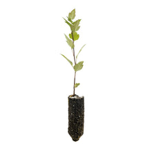 Load image into Gallery viewer, Pacific Crabapple | Medium Tree Seedling | The Jonsteen Company