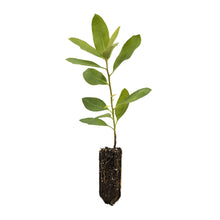 Load image into Gallery viewer, Pacific Madrone | Medium Tree Seedling | The Jonsteen Company