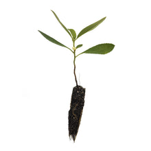 Load image into Gallery viewer, Pacific Madrone | Small Tree Seedling | The Jonsteen Company