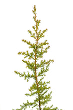 Load image into Gallery viewer, Pygmy Cypress | Medium Tree Seedling | The Jonsteen Company