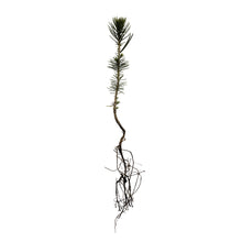 Load image into Gallery viewer, Piñon Pine | Pinus monophylla | Small Tree Seedling | The Jonsteen Company