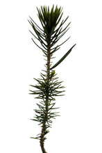Load image into Gallery viewer, Piñon Pine | Pinus monophylla | Small Tree Seedling | The Jonsteen Company