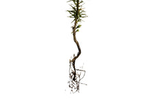 Load image into Gallery viewer, Piñon Pine | Pinus monophylla | Small Tree Seedling | The Jonsteen Company