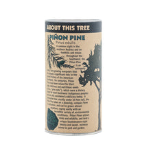 Load image into Gallery viewer, Piñon Pine | Seed Grow Kit | The Jonsteen Company