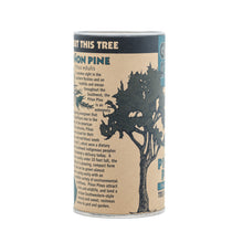 Load image into Gallery viewer, Piñon Pine | Seed Grow Kit | The Jonsteen Company