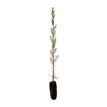 Load image into Gallery viewer, Pond Cypress | Medium Tree Seedling | The Jonsteen Company