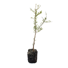Load image into Gallery viewer, Pond Cypress | XL Tree Seedling | The Jonsteen Company