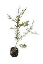 Load image into Gallery viewer, Pond Cypress | XL Tree Seedling | The Jonsteen Company