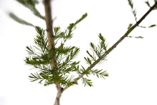 Load image into Gallery viewer, Pond Cypress | XL Tree Seedling | The Jonsteen Company