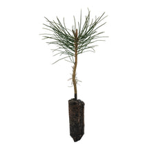 Load image into Gallery viewer, Ponderosa Pine | Medium Tree Seedling | The Jonsteen Company