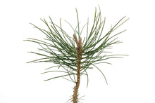 Load image into Gallery viewer, Ponderosa Pine | Medium Tree Seedling | The Jonsteen Company
