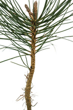 Load image into Gallery viewer, Ponderosa Pine | Medium Tree Seedling | The Jonsteen Company