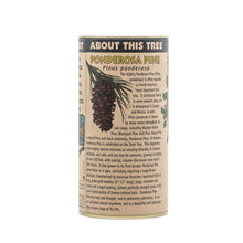 Load image into Gallery viewer, Ponderosa Pine | Seed Grow Kit | The Jonsteen Company