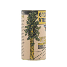 Load image into Gallery viewer, Ponderosa Pine | Seed Grow Kit | The Jonsteen Company