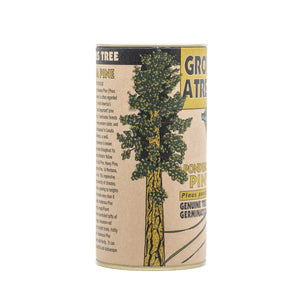 Ponderosa Pine | Seed Grow Kit | The Jonsteen Company