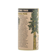Load image into Gallery viewer, Ponderosa Pine | Seed Grow Kit | The Jonsteen Company