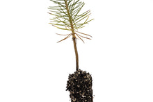 Load image into Gallery viewer, Ponderosa Pine | Small Tree Seedling | The Jonsteen Company
