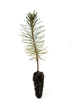 Load image into Gallery viewer, Ponderosa Pine | Small Tree Seedling | The Jonsteen Company