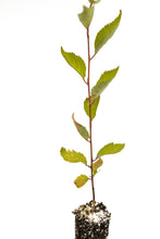 Load image into Gallery viewer, Yoshino Cherry | Small Tree Seedling | The Jonsteen Company