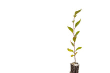 Load image into Gallery viewer, Yoshino Cherry | Small Tree Seedling | The Jonsteen Company