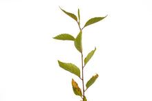 Load image into Gallery viewer, Yoshino Cherry | Small Tree Seedling | The Jonsteen Company