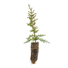 Load image into Gallery viewer, Pygmy Cypress | Medium Tree Seedling | The Jonsteen Company