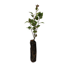 Load image into Gallery viewer, Quaking Aspen | Medium Tree Seedling | The Jonsteen Company