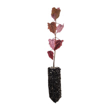 Load image into Gallery viewer, Red Maple | Medium Tree Seedling | The Jonsteen Company