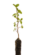Load image into Gallery viewer, Red Alder | Small Tree Seedling | The Jonsteen Company