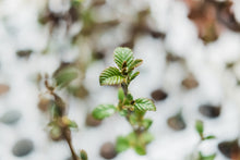 Load image into Gallery viewer, Red Alder | Small Tree Seedling | The Jonsteen Company