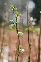 Load image into Gallery viewer, Red Alder | Small Tree Seedling | The Jonsteen Company