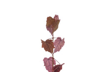 Load image into Gallery viewer, Red Maple | Medium Tree Seedling | The Jonsteen Company