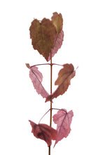 Load image into Gallery viewer, Red Maple | Medium Tree Seedling | The Jonsteen Company