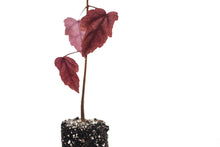 Load image into Gallery viewer, Red Maple | Medium Tree Seedling | The Jonsteen Company